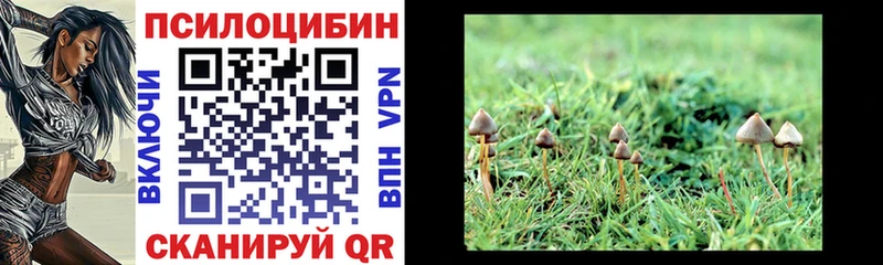 Псилоцибиновые грибы Cubensis  Тайшет 